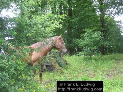 Horses